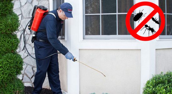 Kuyucak Pire İlaçlama böcek ilaçlama ve haşere kontrolü — ilaclama-tr.com